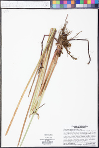 Eleocharis equisetoides image