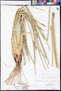 Eleocharis equisetoides image