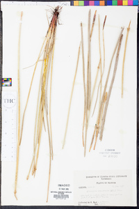 Eleocharis equisetoides image