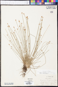 Eleocharis engelmannii image