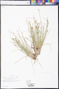 Eleocharis engelmannii image