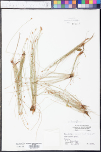 Eleocharis lanceolata image