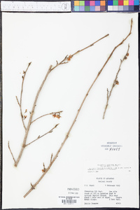 Hamamelis vernalis image