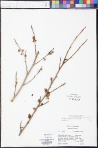 Hamamelis vernalis image