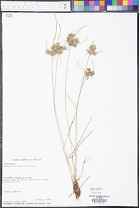 Cyperus surinamensis image