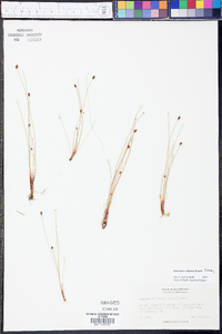 Eleocharis elliptica image