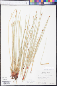 Eleocharis macrostachya image