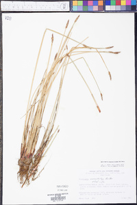 Eleocharis macrostachya image