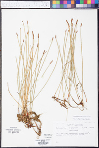 Eleocharis macrostachya image