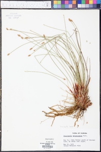 Eleocharis melanocarpa image