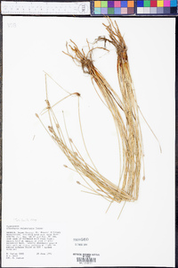 Eleocharis melanocarpa image