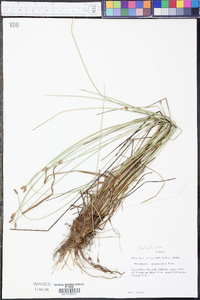 Eleocharis melanocarpa image