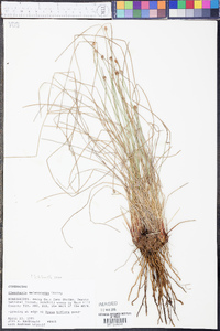 Eleocharis melanocarpa image