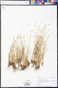 Eleocharis geniculata image