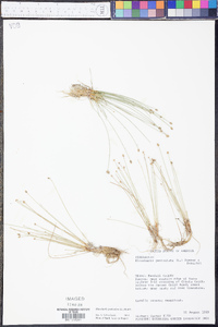 Eleocharis geniculata image