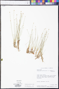 Eleocharis geniculata image