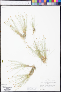 Eleocharis geniculata image