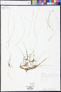 Eleocharis intermedia image