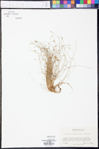 Eleocharis intermedia image