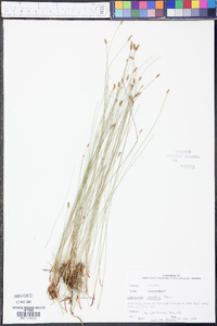 Eleocharis erythropoda image