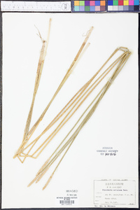 Eleocharis cellulosa image