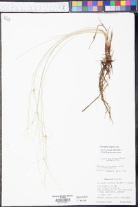 Eleocharis vivipara image