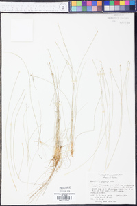 Eleocharis vivipara image