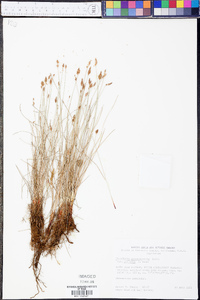 Eleocharis parishii image