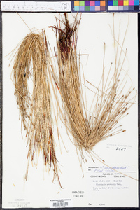 Eleocharis montevidensis image