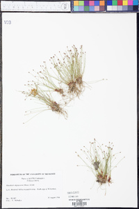 Eleocharis nigrescens image