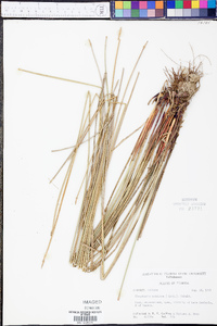 Eleocharis montana image