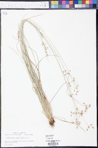 Fimbristylis annua image