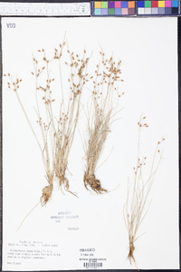 Fimbristylis annua image