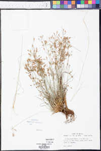 Fimbristylis annua image