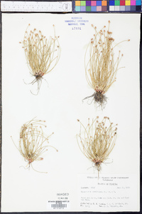 Eleocharis geniculata image