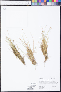 Eleocharis geniculata image