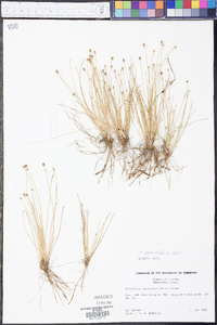 Eleocharis geniculata image