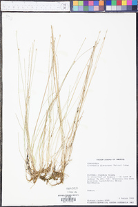 Eleocharis flavescens image