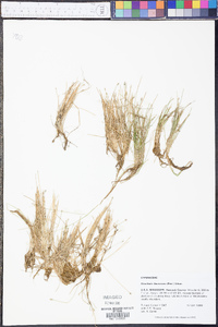 Eleocharis flavescens image