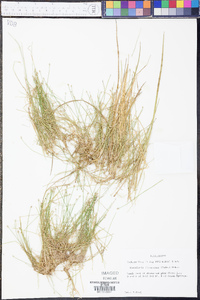 Eleocharis flavescens image