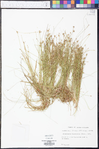 Eleocharis flavescens image