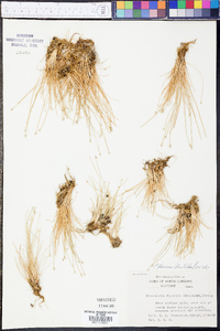 Eleocharis flavescens image