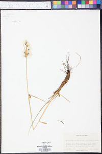 Eriophorum viridicarinatum image