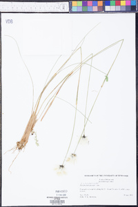 Eriophorum spissum image