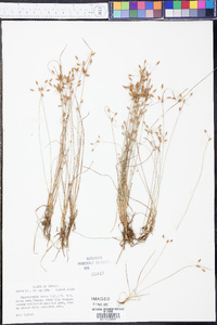 Fimbristylis annua image