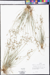 Fimbristylis annua image