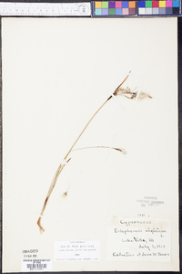 Eriophorum virginicum image