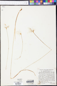 Eriophorum tenellum image