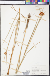 Eriophorum virginicum image