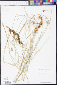 Eriophorum virginicum image